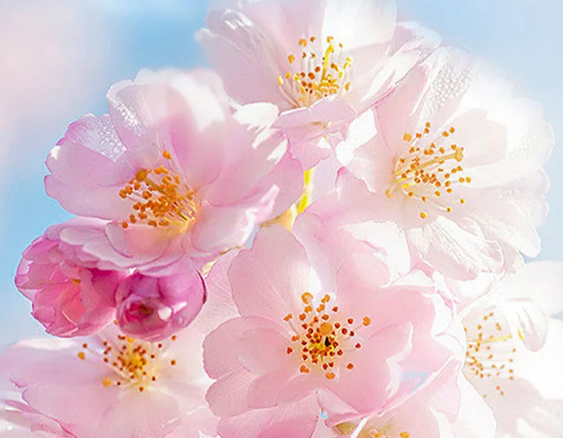 SADOER Sakura Augencreme – Anti-Aging-Behandlung gegen Augenringe und Falten