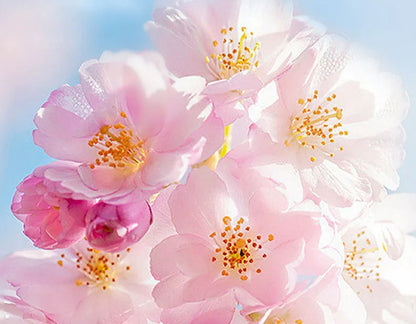 SADOER Sakura Augencreme – Anti-Aging-Behandlung gegen Augenringe und Falten